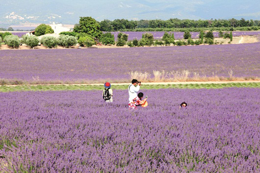 Provence, miền nam nước Pháp, hoa oải hương, du ngoạn