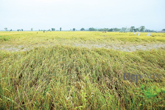 cảnh gặt lúa, cánh đồng lúa chín