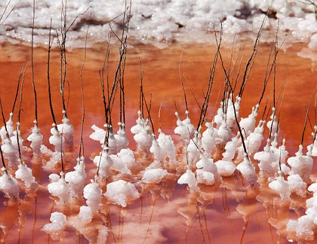 Những đám muối trắng muốt bám vào các cành cây ở giữa dòng sông màu đỏ tạo nên một hình ảnh kỳ thú
