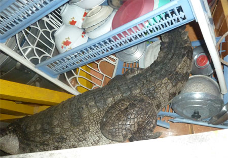 Cá sấu đại náo chùa Bửu Hương, ấp Cây Trâm A, xã Định Bình (TP Cà Mau)