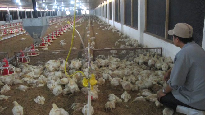 Dịch bệnh và giá giảm sâu khiến nhiều người nuôi gà phải bỏ đàn.
