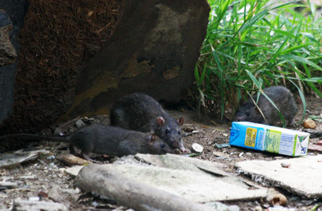 Chuột cống có thể mang mầm bệnh truyền nhiễm nguy hiểm