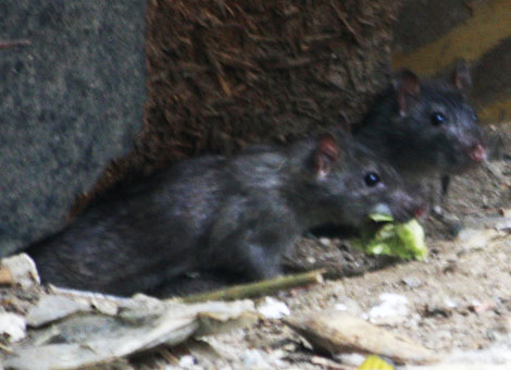Một hang chuột khác được đào dưới gốc cây mục