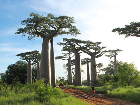 Những cây bao báp khổng lồ ở châu Phi. (Ảnh tư liệu: Internet)