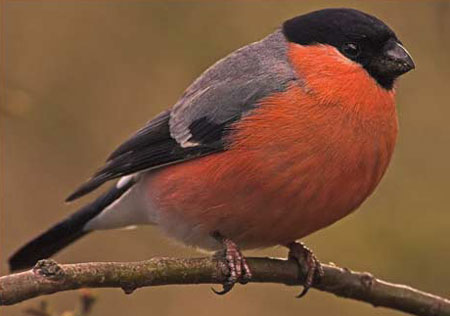 Giống chim sẻ ức đỏ Cuba (Ảnh minh họa- Nguồn internet)