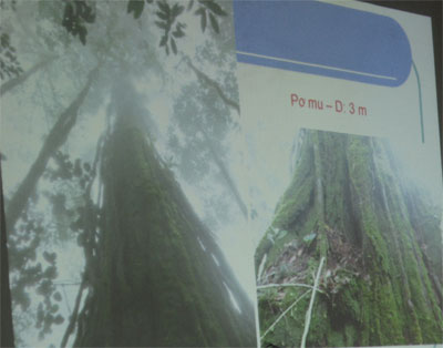 Cây Pơ mu có đường kính 3m ở Khánh Hòa
