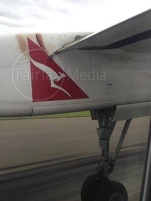 Con trăn vẫn còn trên cánh máy bay nhưng đã chết khi kết thúc hành trình.