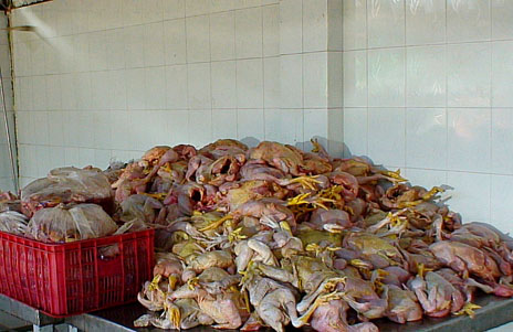 Hàng trăm con gà lậu đang trên đường tuồn vào thành phố bị phát hiện, thu giữ