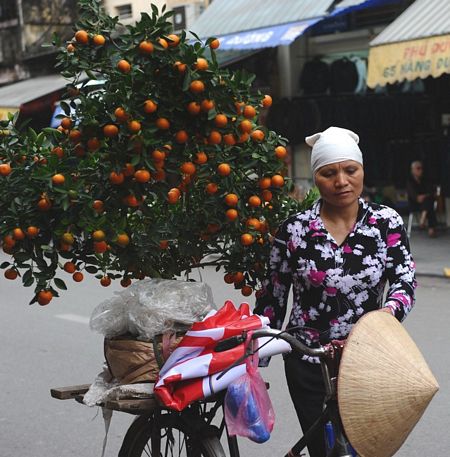 Một phụ nữ Việt Nam chở cây quất đi bán trên đường phố Hà Nội.