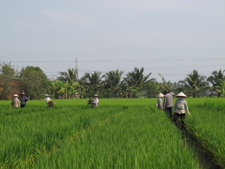 “Lúa lạ” trồng ở Long An có nguồn gốc Trung Quốc