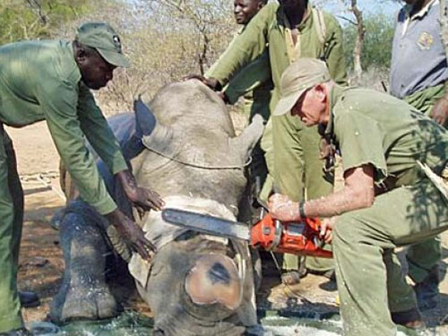 Lực lượng chức năng Nam Phi cưa sừng tê giác để ngăn ngừa nạn săn trộm