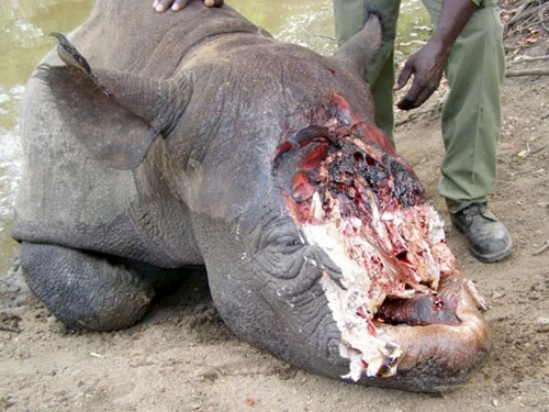 Một con tê giác ở Nam Phi đã bị sát hại để lấy sừng