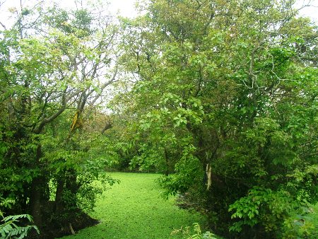 Trải qua bao đời, rừng lộc vừng ở thôn Phú Thọ vẫn vững chãi, xanh tươi