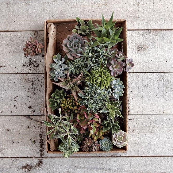 The simplest arrangements can be packed with interest too, like this selection of mini cacti, along with a few succulents thrown in to balance out the prickles!