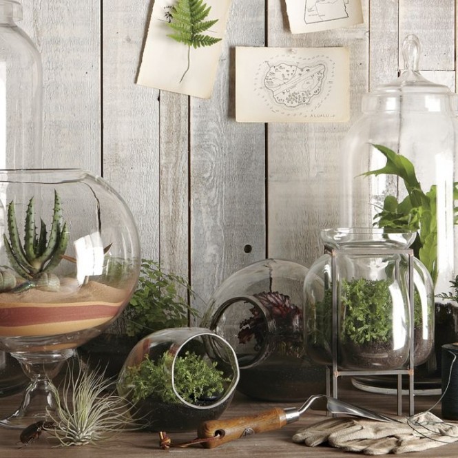 Terrariums come in all shapes and sizes, and they look great when grouped together in abundance.