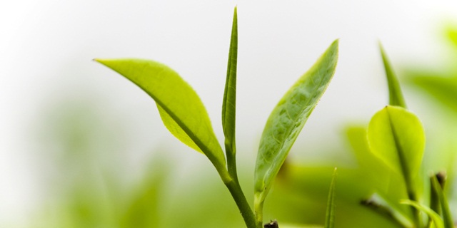 green-tea-leaf.jpg