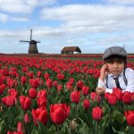 Mùa hoa tulip khoe sắc rực rỡ ở Hà Lan