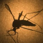 Brazil chế tạo thiết bị chẩn đoán bệnh sốt xuất huyết trong 15 phút