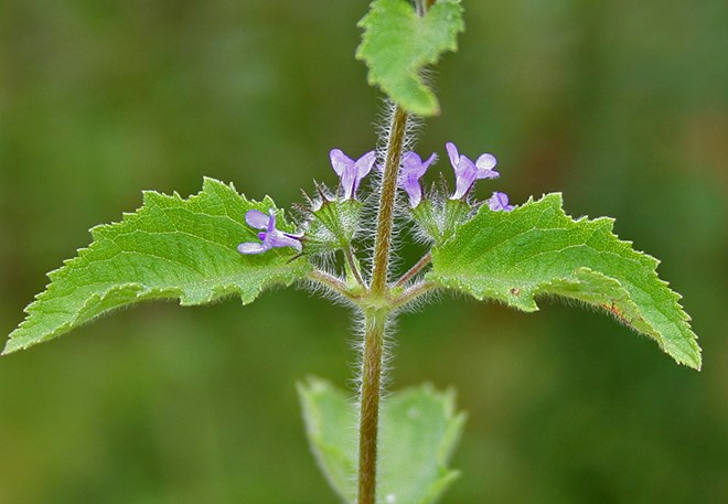 hyptis_suaveolens