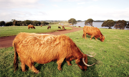 Phillip Island: Tiếng gọi nơi hoang dã