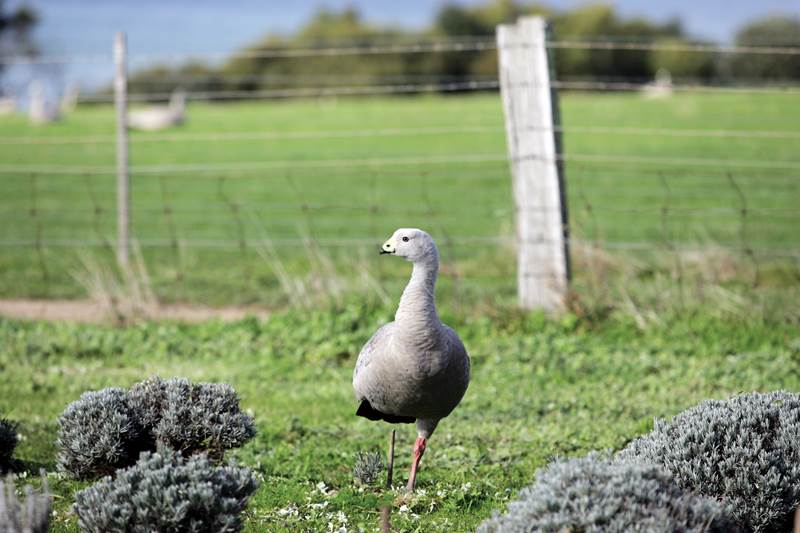 phillip-island-3