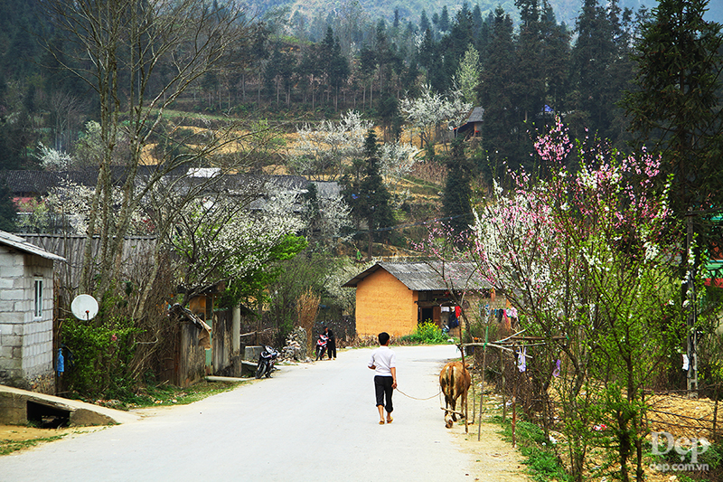 Cẩm nang và kinh nghiệm du lịch Hà Giang giữa mùa hoa