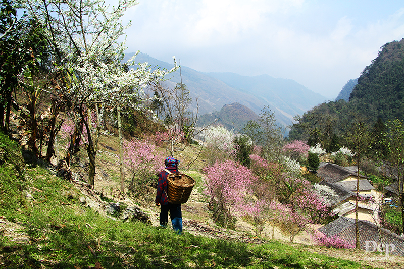 Cẩm nang và kinh nghiệm du lịch Hà Giang giữa mùa hoa