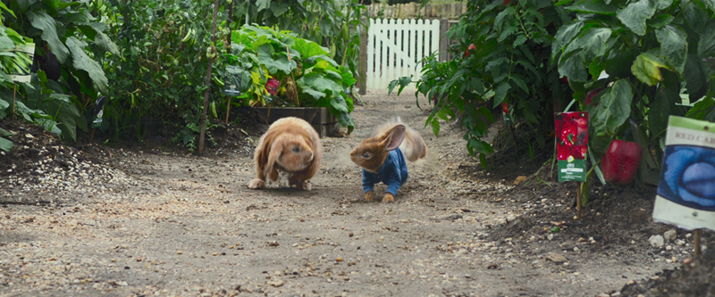 peter-rabbit-1