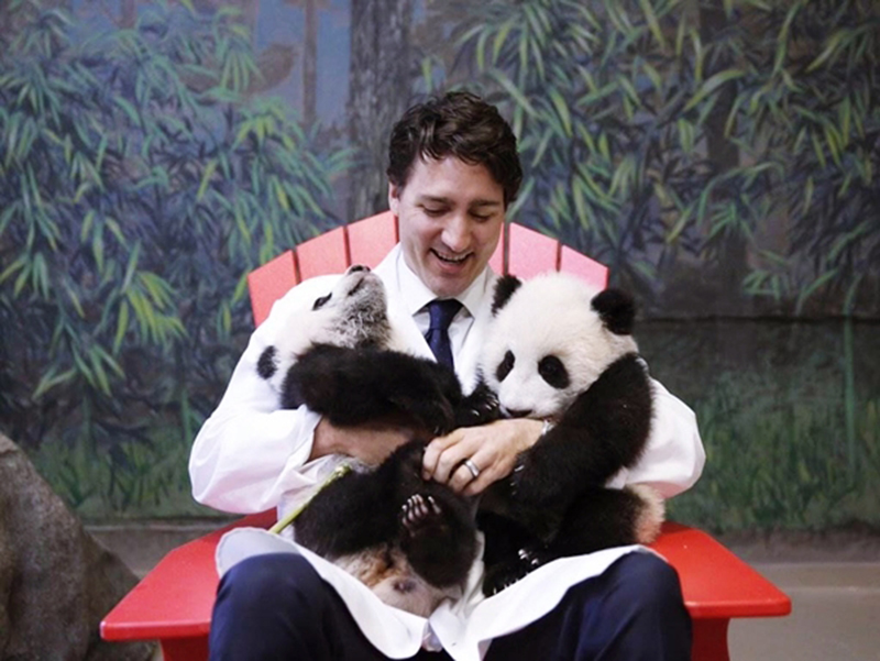 Thủ tướng Canada luôn xuất hiện với hình ảnh gần gũi trong mắt người dân như cách ông đến công viên Toronto để chào mừng hai chú gấu trúc con đầu tiên chào đời ở Canada
