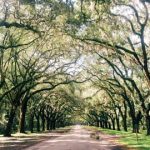 Savannah – thành phố bí ẩn dưới rừng sồi