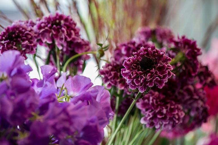 Scabiosa Japnica – sắc tím quyến rũ đặc biệt chỉ có tại Nhật Bản