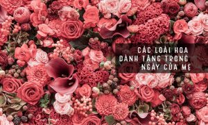 cover các loại hoa tặng mẹ