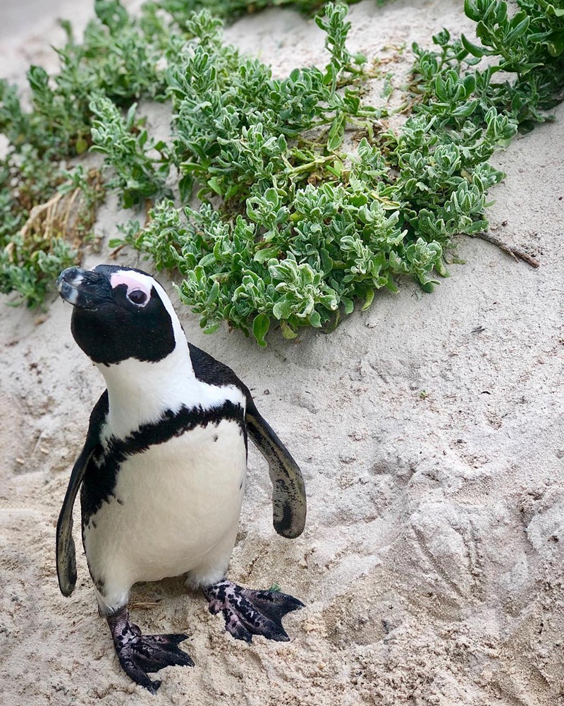 Chim cánh cụt châu Phi còn có tên là chim chân đen hay chim lừa. Cái tên cuối cùng đến từ tiếng kêu be be giống tiếng lừa mà chúng phát ra
