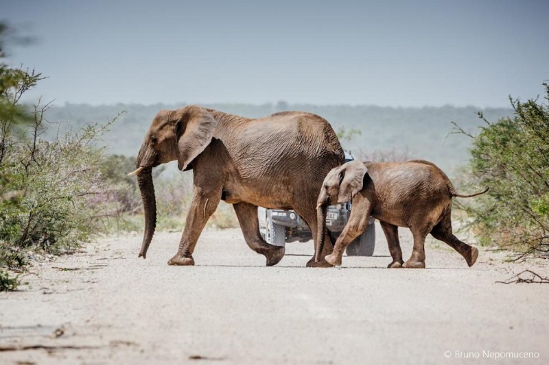 Tại Namibia, voi và muông thú có thể đi khắp nơi giữa đất trời.