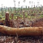 Truy nã hai nghi can chủ mưu vụ phá rừng lim cổ thụ ở Quảng Nam
