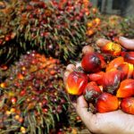 Malaysia muốn cùng Indonesia đối phó việc EU cấm nhập dầu cọ