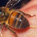Đồng Nai: Một phụ nữ tử vong do bị ong vò vẽ đốt khắp người