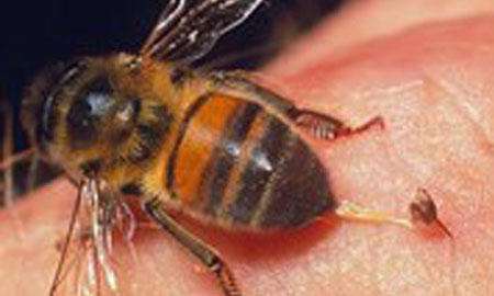 Đồng Nai: Một phụ nữ tử vong do bị ong vò vẽ đốt khắp người