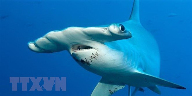 Phát hiện loài cá mập thích ăn chay đầu tiên trên thế giới