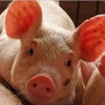 Bùng phát dịch tả lợn đầu tiên tại Nhật Bản trong 26 năm qua
