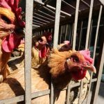 Hàn Quốc phát hiện virus cúm gia cầm H5(Al) từ chim hoang dã