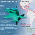 [Infographics] Tìm hiểu loài cá mập “ăn chay” đầu tiên trên thế giới