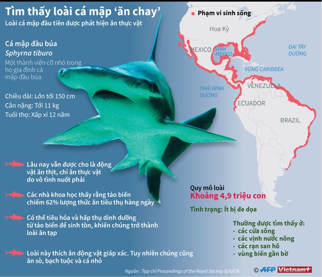 [Infographics] Tìm hiểu loài cá mập “ăn chay” đầu tiên trên thế giới