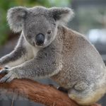 Gấu túi ở New South Wales có thể tuyệt chủng vào năm 2050