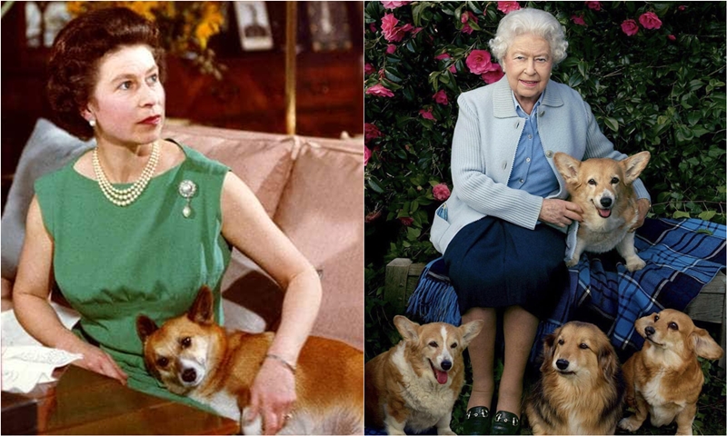 Những chú chó Corgi – “Tri kỉ” 80 năm của Nữ hoàng Elizabeth
