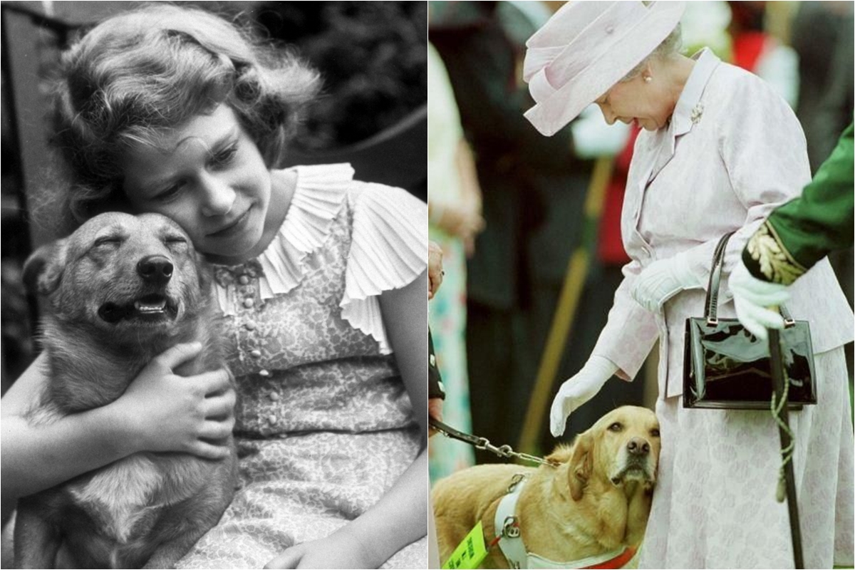 Holly và Willow chào đời một năm sau ngày mất của mẹ nữ hoàng, từ đó chẳng còn cún con thuộc gia đình Susan xuất hiện. Sau thời gian buồn bã với tuyên bố không nhận nuôi thêm Corgi nào, đến tháng 7.2017, nữ hoàng Elizabeth II lại không cưỡng được ước muốn mở rộng bầy chó yêu quý. Theo tờ Vanity Fair, thành viên mới tên Whisper, chó của một nhân viên đã qua đời tên Bill Fenwick.