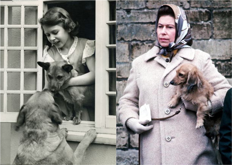 Những ngày còn bé, chú chó corgi mang tên Dookie đã là thành viên của gia đình Nữ hoàng.