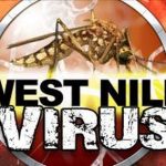 Virus Tây sông Nile và Zika có thể gây ra các bệnh về tiêu hóa