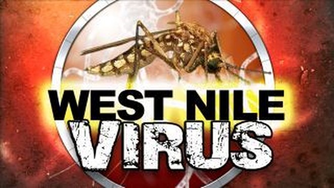 Virus Tây sông Nile và Zika có thể gây ra các bệnh về tiêu hóa
