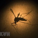 Ấn Độ ghi nhận 22 ca nhiễm virus Zika, chưa có trường hợp tử vong